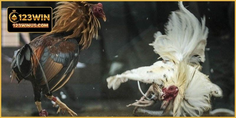 Đá Gà Thomo 24H Tại 123WIN – Xem Trực Tiếp Mỗi Ngày Highlight đá gà Thomo tổng hợp những khoảnh khắc thi đấu kịch tính nhất