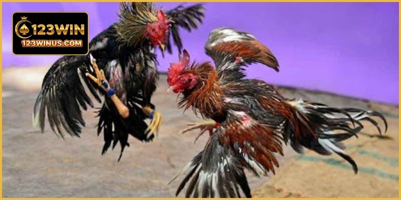 Đá Gà Campuchia Giải Lớn - Giải Đấu Hấp Dẫn Tại 123WIN Phát sóng đá gà Campuchia trực tuyến với hình ảnh sắc nét sống động