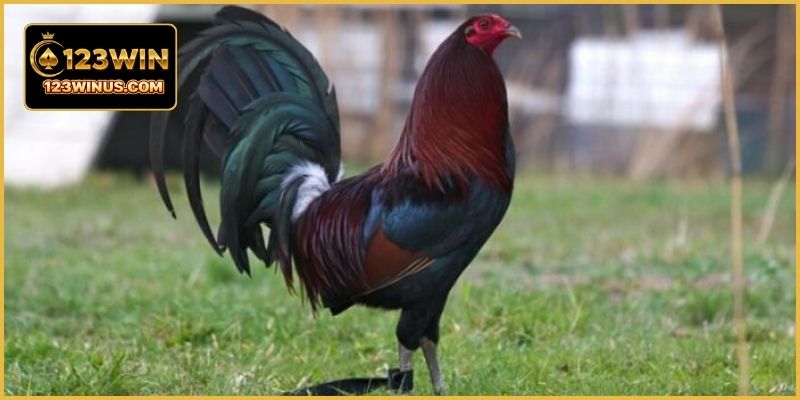 Gà Mỹ phản xạ nhanh tạo nên những pha né đòn và phản công ấn tượng