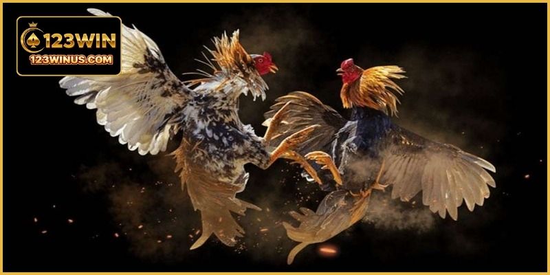 Đá Gà Thomo 24H Tại 123WIN – Xem Trực Tiếp Mỗi Ngày Không khí thi đấu tại trường gà Thomo luôn sôi động và đầy kịch tính