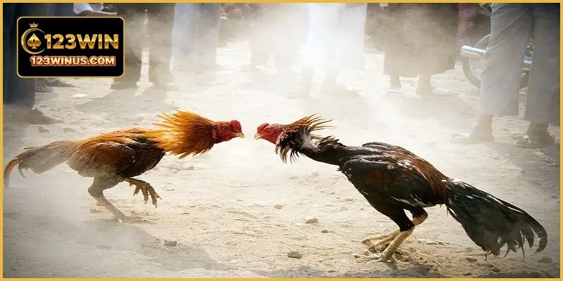 Đá Gà Campuchia Giải Lớn - Giải Đấu Hấp Dẫn Tại 123WIN Các giải đá gà Campuchia quy tụ nhiều chiến kê mạnh tạo nên trận đấu hấp dẫn