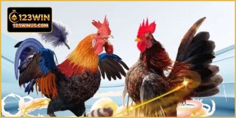 Đá Gà Thomo 24H Tại 123WIN – Xem Trực Tiếp Mỗi Ngày Đá gà Thomo nổi tiếng tổ chức nhiều trận đấu kịch tính thu hút đông đảo người xem