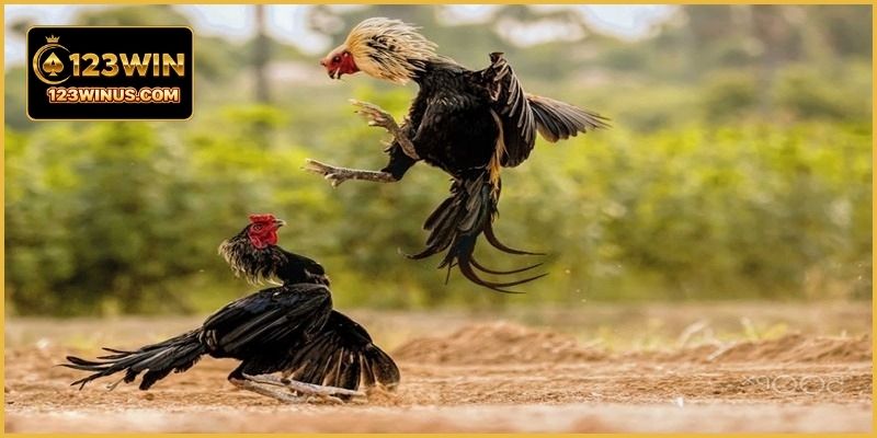 Xem gà Mỹ đá tiền lớn mang đến những trận đấu kịch tính hấp dẫn