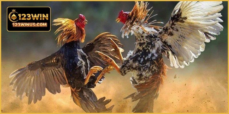 Đá Gà Campuchia Giải Lớn - Giải Đấu Hấp Dẫn Tại 123WIN Đá gà Campuchia giải lớn mang đến những trận đấu kịch tính thu hút đông đảo người xem