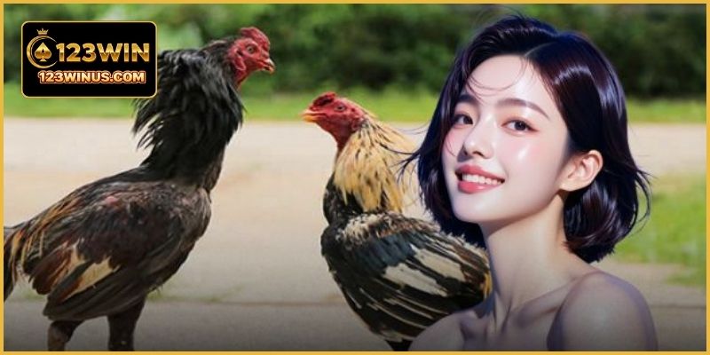 Đá gà 123WIN phát sóng nhiều trận đấu kịch tính mỗi ngày